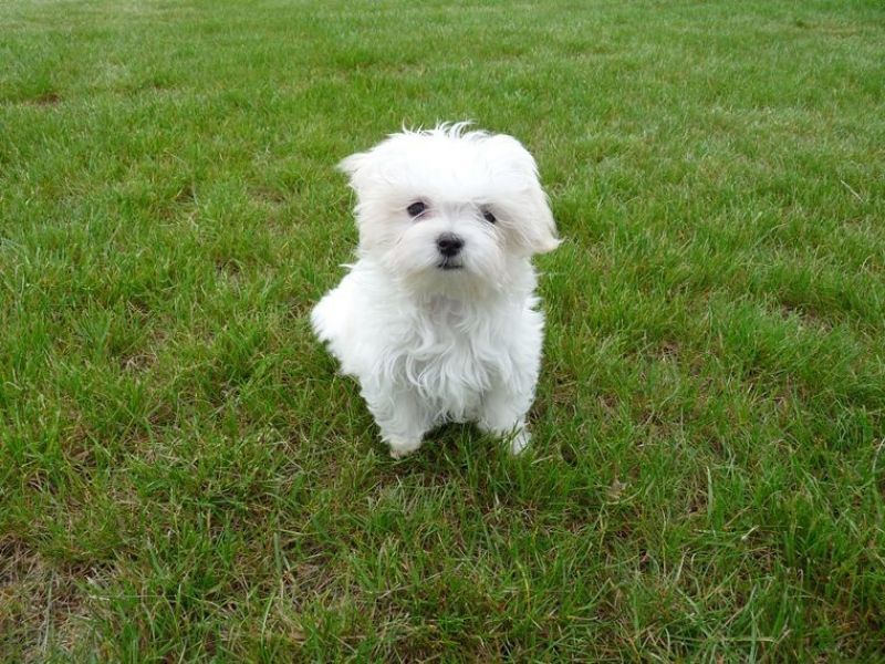 Chiots BICHON MALTAIS non lof à donner