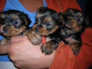 Yorkie cachorros dulces disponibles (westcott1232@gmail.com)