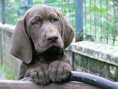 Des chiots braques Allemand sont nés le 30/08/2011