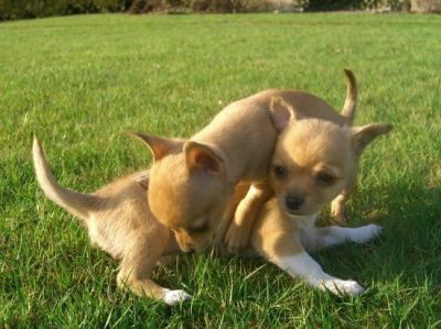 Superbes bebes chihuahua disponibles.