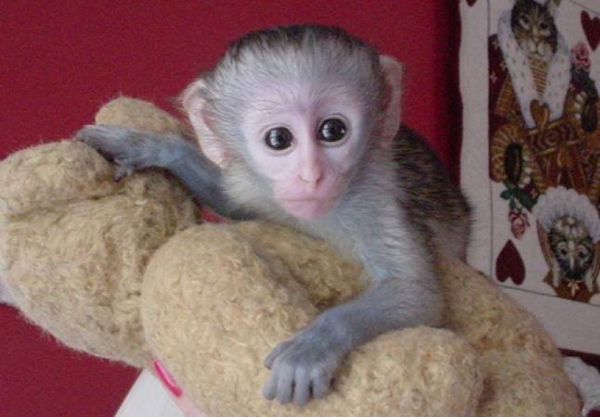 Magnifique bébé singe capucin Pure Race