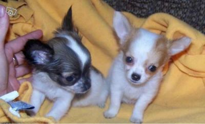 Don contre bon soins de mon couple chiot chihuahua