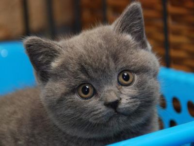 chaton a donner contre bon soins