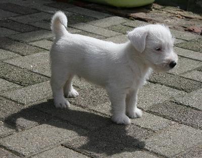 chiots jack russell  poils broken a donner de suite 