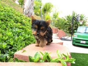 Yorkie cachorros dulces disponibles (westcott1232@gmail.com)