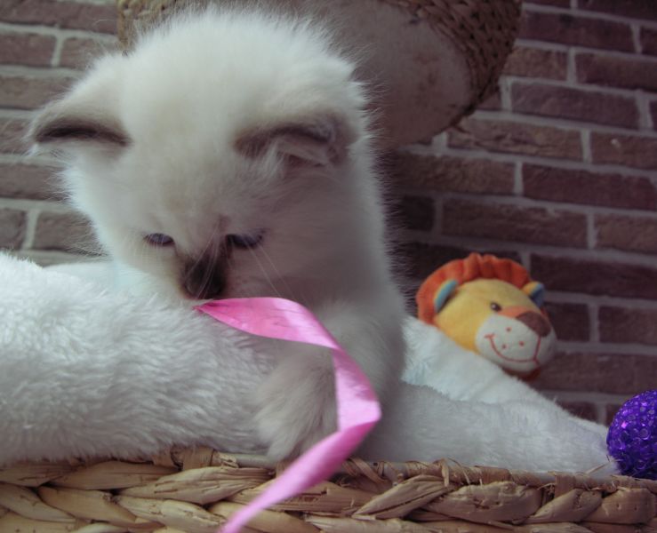 Chaton Sacré de Birmanie