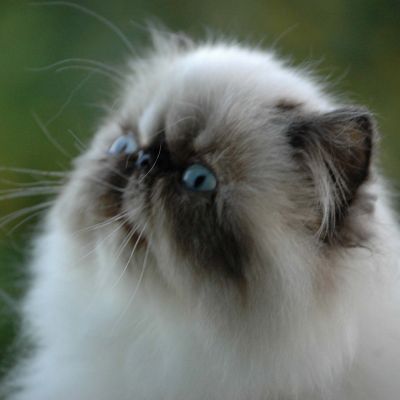 Superbes Persans Loof***