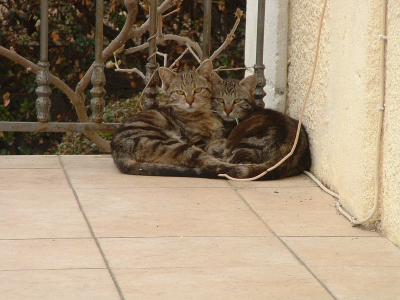 Donne chatons 