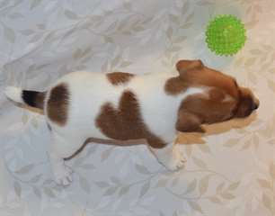 A donner : Chiot type Jack Russel mâle