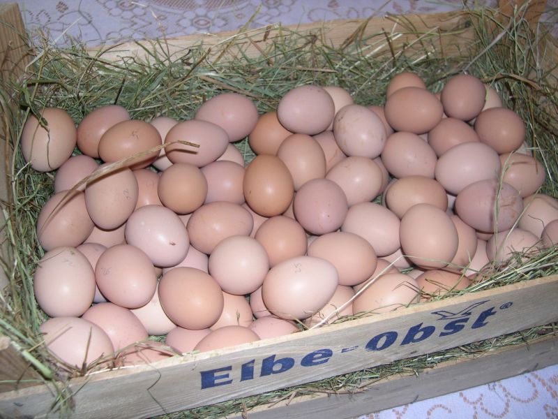 Coqs et oeufs de race bourbonnais (pure race française)