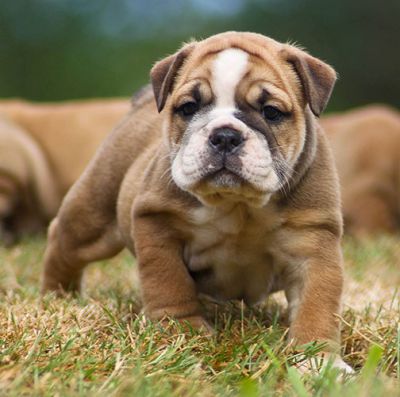 2 Bulldog anglais pour saillie