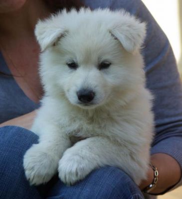 Superbes chiots type BERGER BLANC SUISSE à donner.