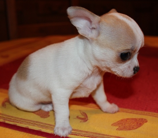 Très jolie chiot type chihuahua femelle