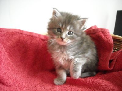 Donne Sublimes chatons type Maine Coon pour adoption Urgent!!!