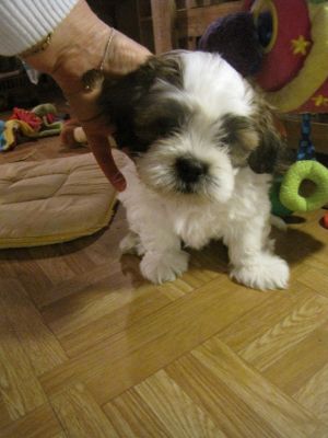 5 bb Lhassa Apso dispo MAINTENANT mai 2012