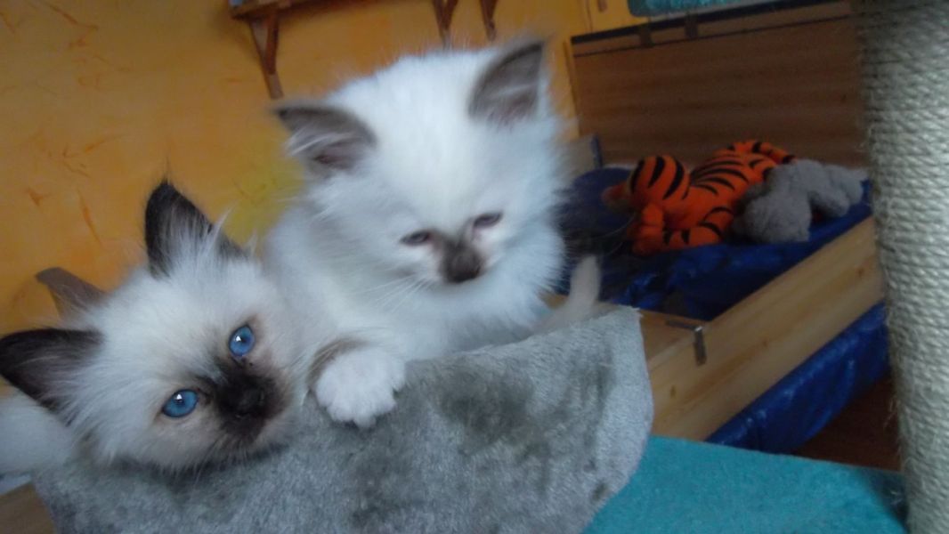 Chatons Sacré de Birmanie L.O.O.F