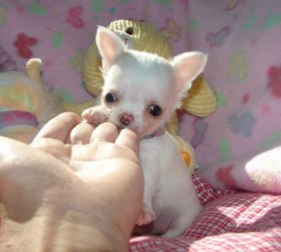 Don de ma Superbe femelle chiot chiwawa