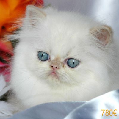 Superbes Chatons Persan LOOF