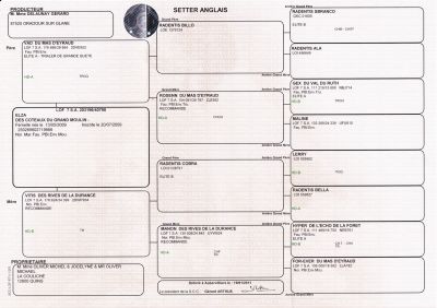 Vends 7 chiots Setter Anglais LOF nés le 29 septembre 2011