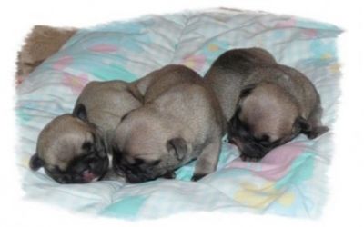 2 magnifiques chiots bouledogue francais  a donner