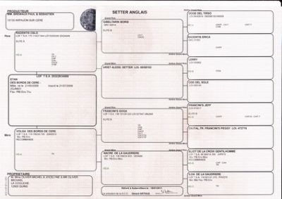 Vends 7 chiots Setter Anglais LOF nés le 29 septembre 2011