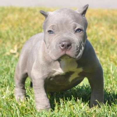 chiot pitbull terrier americain recherche une nouvelle famille d'accueil