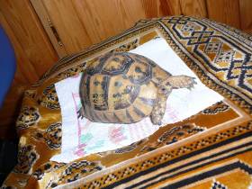 TORTUE DE TERRE