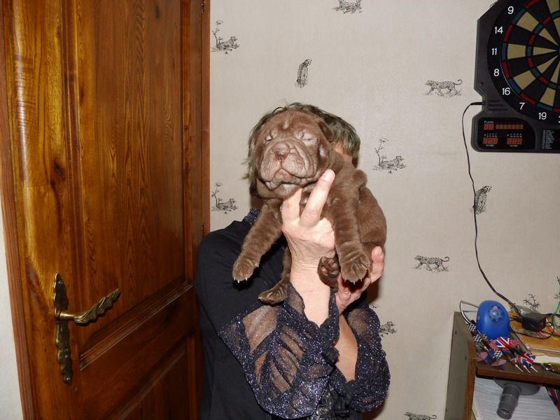 Superbes chiots shar-pei à reserver