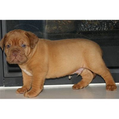 Disponible de suite chiot dogue de bordeaux à donner contre bons soins