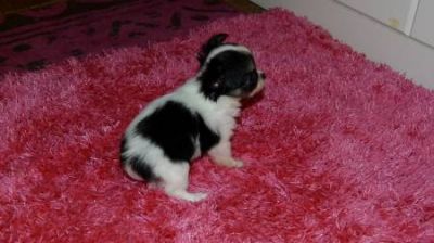 Femelle type miniature chihuahua