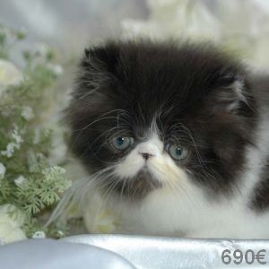 Superbes Persans Loof***