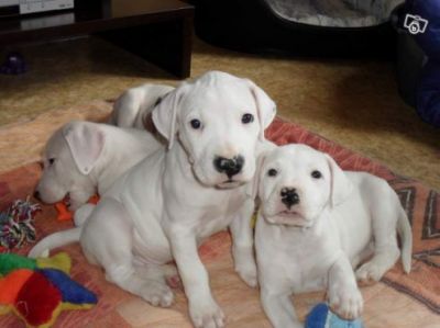 Donne gratuitement CHIOTS DOGUE ARGENTIN	