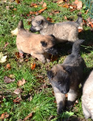 bb types Berger Belge Tervueren