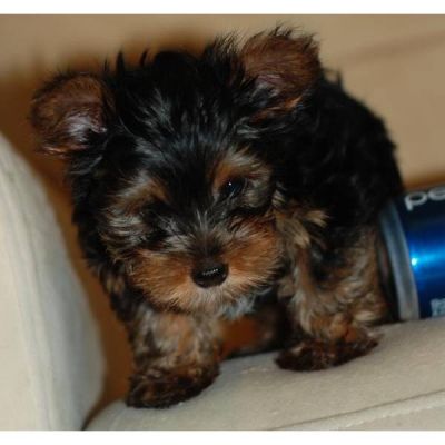 MINI CHIOT YORKSHIRE 