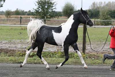 Etalon pintabian proposer pour saillies