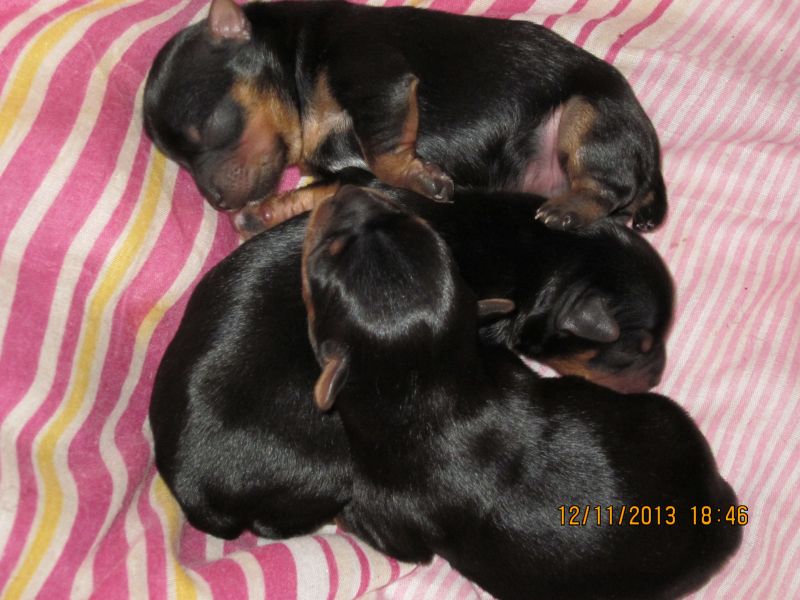 A vendre bb yorkshire