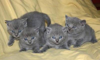 Chatons type chartreux disponibles de suite.