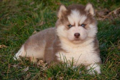 chiots akita mignon à vendre