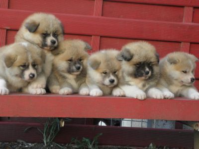 vends chiots akita inu