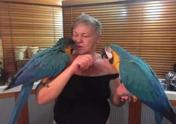  A ADOPTER Couple de perroquets Ara mâle et femelle 