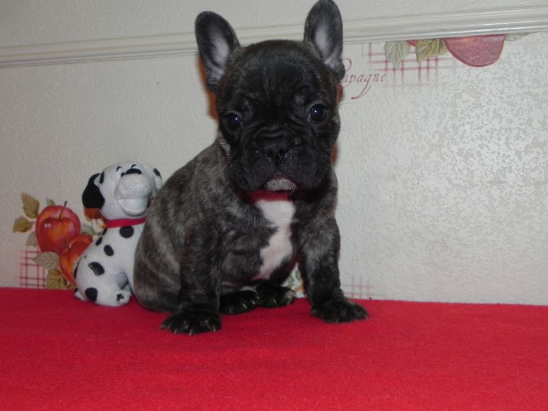 Chiots bouledogue français lof