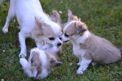 magnifiques chiots chihuahua  a donner en echange de bon soin