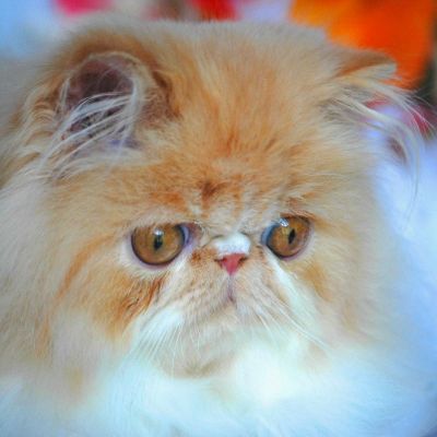 Bébés Persans Loof***