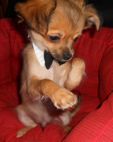 Chihuahua poils long LOF