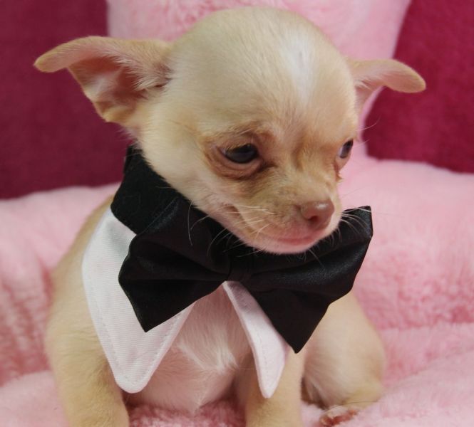 Magnifique chiot chihuahua femelle de 03 mois 