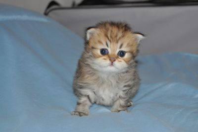Chatons Persan Chinchilla et golden