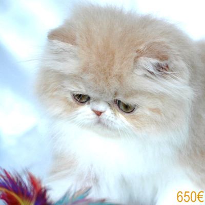 Superbes Chatons Persan LOOF