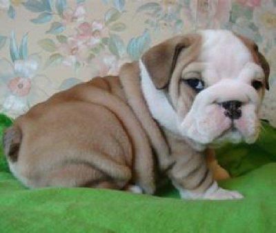 Doux Chiots bulldog anglais à vendre (pedesonlilian@yahoo.com)