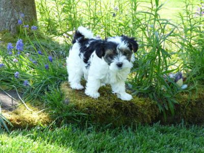  Deux chiots yorkshire disponible