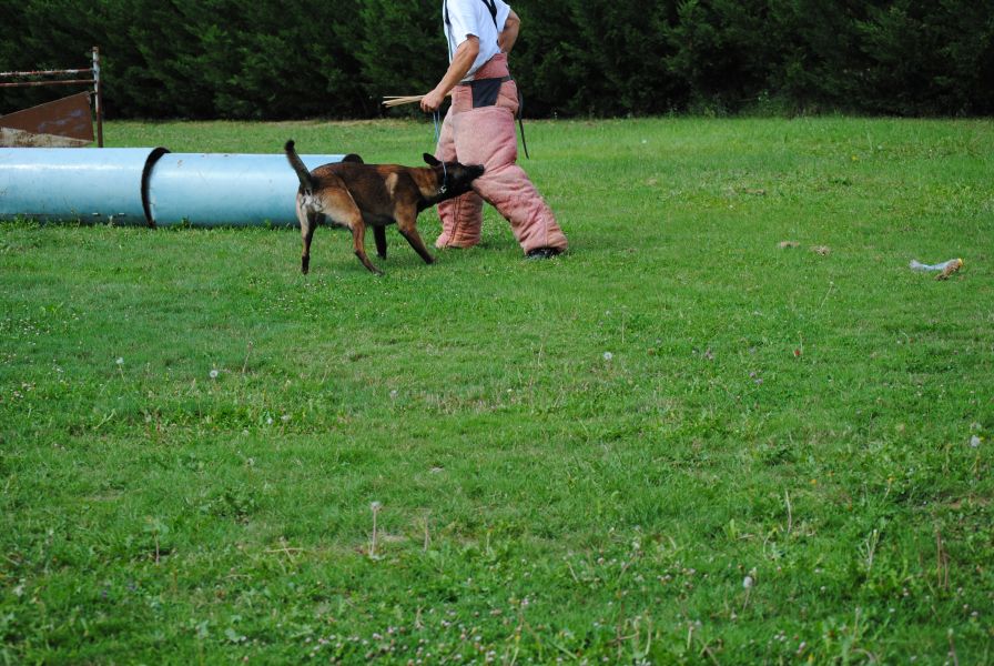 Proposition saillie malinois confirmé 